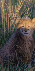 Cheetah,Predator,Art,Big Cat,Wildlife