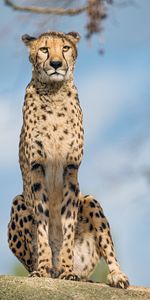 Cheetah,Predator,Opinion,Sight,Animals,Big Cat