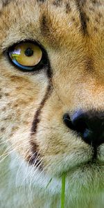 Cheetah,Young,Muzzle,Close Up,Joey,Nose,Animals