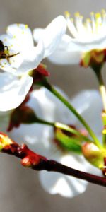 Cherry,Flowers,Macro,Branch,Bee,Bloom,Flowering,Spring