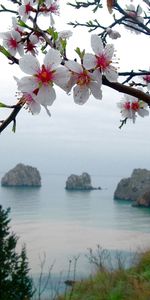 Cherry,Landscape,Sea