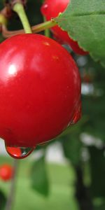 Plante,Planter,Macro,Branche,Une Goutte,Cerise,Baies,Goutte,Baie