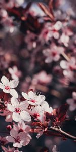 Cherry,Tree,Branches,Flowers,Wood,Bloom,Flowering,Sakura