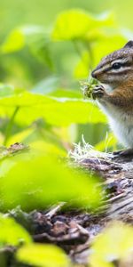 Chipmunk,Grass,Animals,Food,Leaves