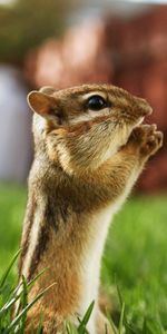 Chipmunks,Animaux