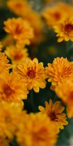 Chrysanthème,Bouquet,Fleurs