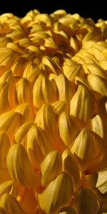 Macro,Chrysanthème,Fleur