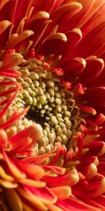 Chrysanthemum,Flower,Macro,Petals