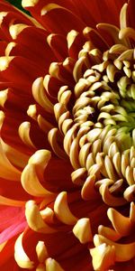 Chrysanthemum,Flower,Macro,Petals,Shadow,Color