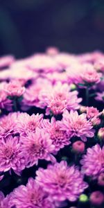 Chrysanthème,Mauve,Pourpre,Bouquet,Fleurs,Floraison