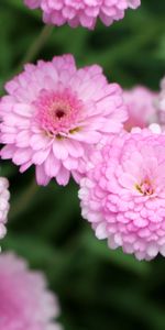 Chrysanthemum,Flowers,Pink