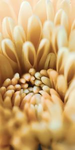 Fleur,Chrysanthème,Macro,Pétales