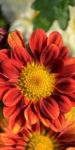 Chrysanthemum,Petals,Flowers,Flower