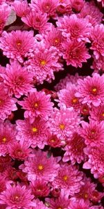 Chrysanthemum,Plants,Flowers,Background