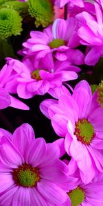 Chrysanthemum,Rose,Close Up,Flowers,Bright,Rose Flower