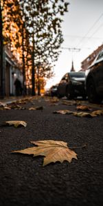 Feuilles,Ville,Villes,Asphalte,Rue,Automne