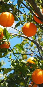 Citruses,Citrus,Orange Tree,Oranges,Fruits,Food