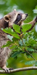 Montée,Grimper,Branche,Feuilles,Raton Laveur,Animaux