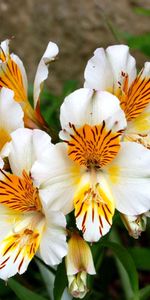 Alstroemeria,Cama De Flores,Parterre,Verduras,De Cerca,Primer Plano,Flores