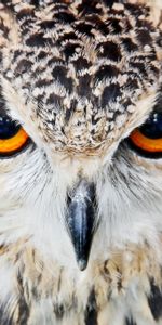 Close Up,Beak,Eyes,Animals,Owl