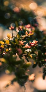 Close Up,Branch,Buds,Leaves,Macro