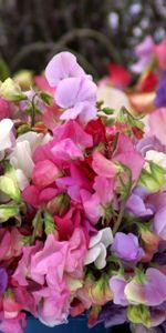 Close Up,Buckets,Sweet Pea,Flowers,Motley,Multicolored