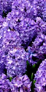 Close Up,Flower Bed,Flowerbed,Hyacinths,Flowers,Spring