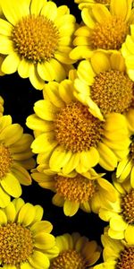 Close Up,Flowers,Solar