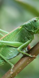 Macro,De Cerca,Primer Plano,Insecto,Saltamontes