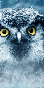 Close Up,Looks,Animals,Wildlife,Bird,Predator,Eyes,Owl