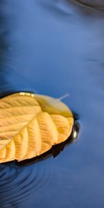 Close Up,Puddle,Macro,Water,Leaflet