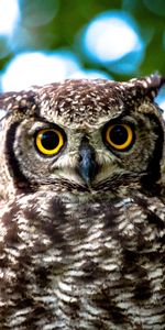 Close Up,Yellow Eyes,Animals,Owl