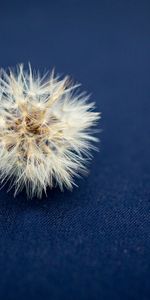 Cloth,Dandelion,Fuzz,Fluff,Minimalism