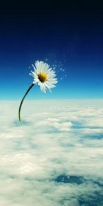 Clouds,Background,Camomile