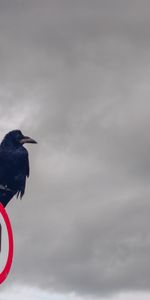 Clouds,Bird,Pillar,Post,Mainly Cloudy,Overcast,Animals,Raven,Sign