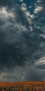 Domaine,Nuages,Nature,Crépuscule,Champ,Tournesols