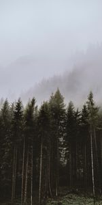 Arbres,Nuages,Forêt,Épicéa,Sapin,Brouillard,Nature