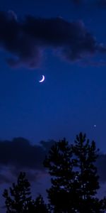 Cielo,Noche,Nubes,Árboles,Luna,Oscuro