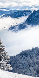 Nature,Nuages,Épicéa,Sapin,Les Collines,Collines,Forêt,Neige