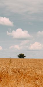 Bois,Nature,Nuages,Arbre,Domaine,Champ,Été,Paysage