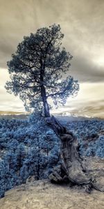 Nuages,Arbre,Élévation,Bois,Forêt,Photoshop,Nature