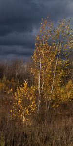 Naturaleza,Otoño,Árboles,Nubes