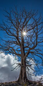 Clouds,Wood,Tree,Branches,Sunlight,Nature