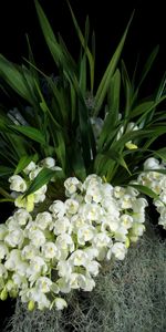 Clusters,Snow White,Flowers,Leaves,Bunches,Black Background