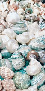 Coast,Miscellanea,Miscellaneous,Nautical,Maritime,Shell,Beach