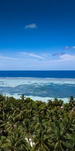 Coast,Nature,Palms,Ocean,Tropics,Beach