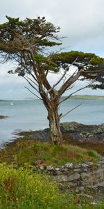 Naturaleza,Costa,Madera,Irlanda,Árbol