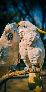 Cockatoo,Animals,Birds,Parrots,Love