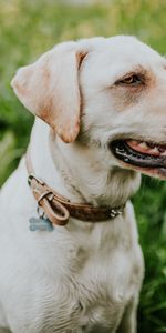 Animales,Perro,Labrador,Cuello,Collar