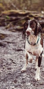 Collar,Animals,Dog,Wet